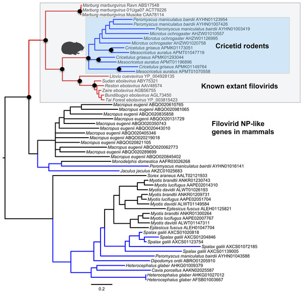 Phylogenetic relationships of filovirid NP-like paleoviruses in mammalian genomes and amino acid sequences from extant filovirids.