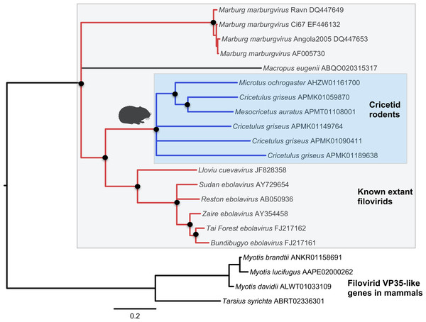 Phylogenetic relationships of filovirid VP35-like paleoviruses in mammalian genomes and amino acid sequences from extant filovirids.