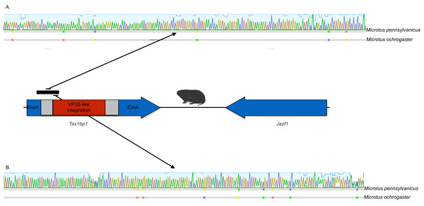 DNA sequence validation of integration for the filoviral VP35-like sequence in voles of the genus Microtus.
