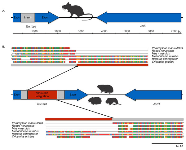 Cartoons comparing an orthologous genomic region among rodents that (A) lack a filovirid VP35-like insert; and (B) possess an orthologous filovirid VP35-like insert.