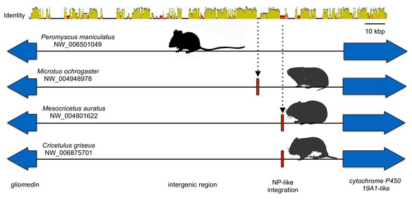 Cartoon comparing the aligned genomic regions of cricetid rodents that contain a putative orthologous filovirid NP-like sequence.