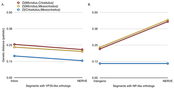 A graph comparing genetic distance (patristic) among putatively orthologous filovirid-like gene inserts in cricetid rodent genomes.