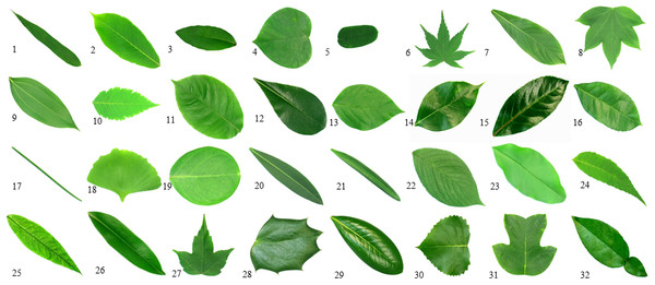 Samples of plants.