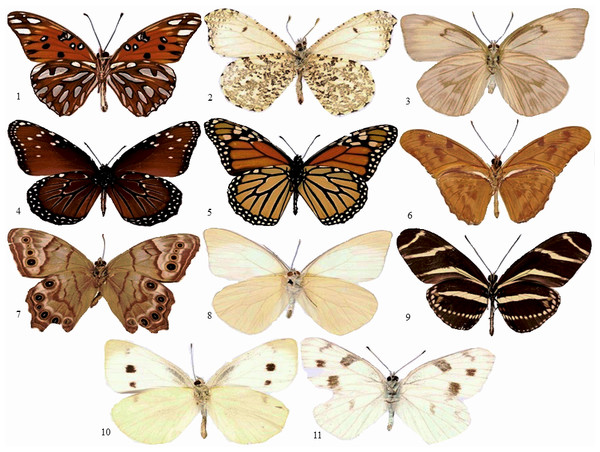 Samples of butterflies.