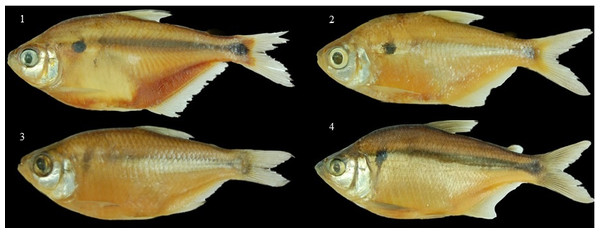 An example of species confusion in the genus Astyanax.