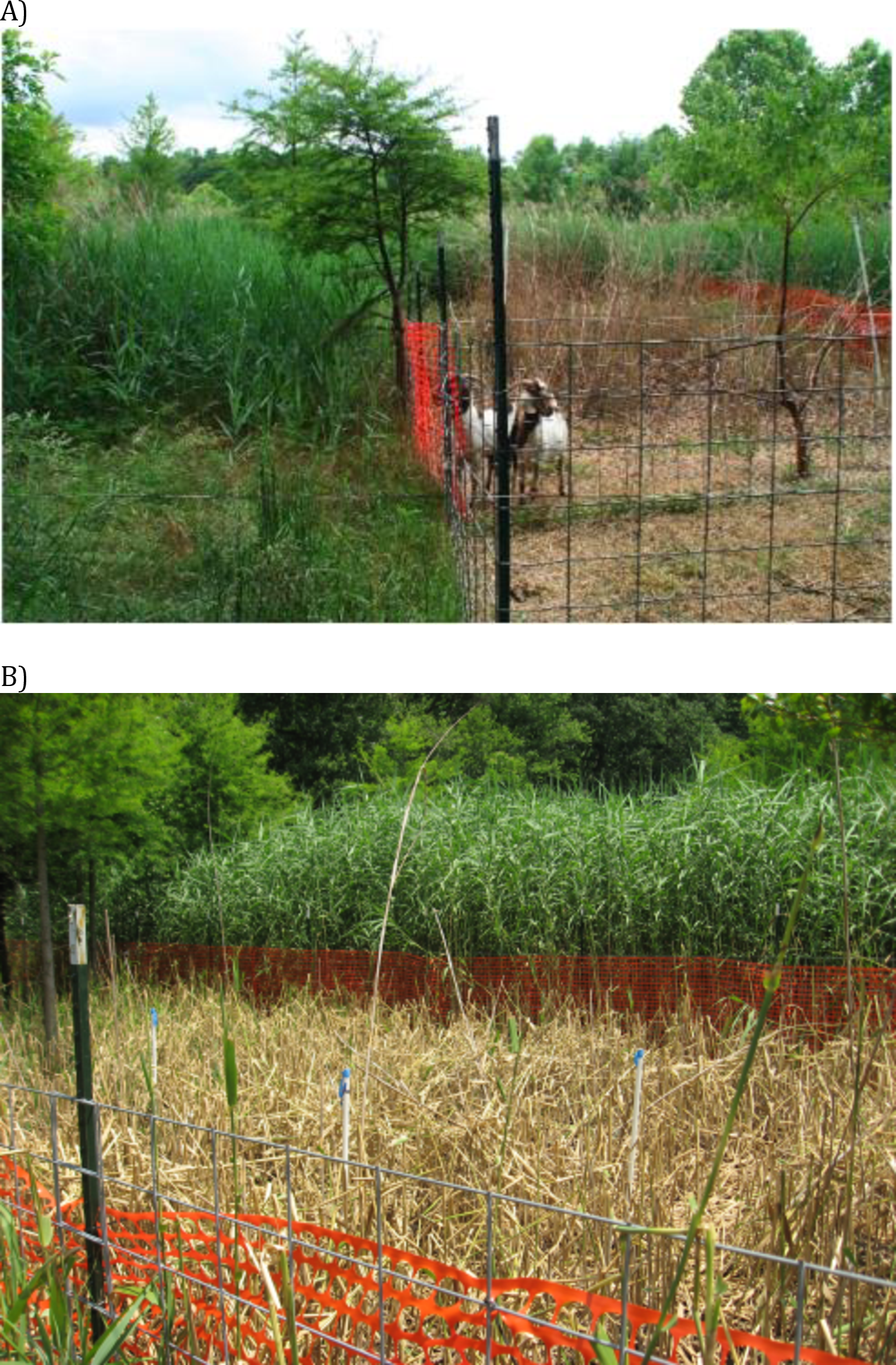 Livestock As A Potential Biological Control Agent For An Invasive