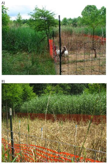 accompanying article image