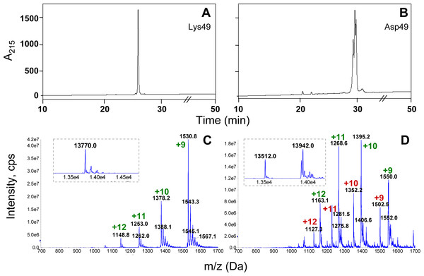 Analysis of the Asp49 phospholipase A2 preparation obtained after cation-exchange chromatography and semi-preparative RP-HPLC on C8.