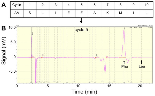 N-terminal amino acid sequencing of the Asp49 phospholipase A2 N-terminal amino acid sequencing of the Asp49 phospholipase A2 peak shown in Fig. 1 (A; first ten residues), and snapshot of the fifth cycle chromatogram (B).