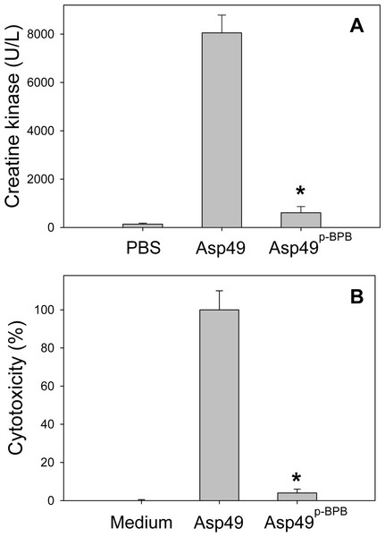 Comparison of the myotoxic (A) and cytotoxic (B) activities of untreated and p-BPB-treated Asp49 myotoxins.