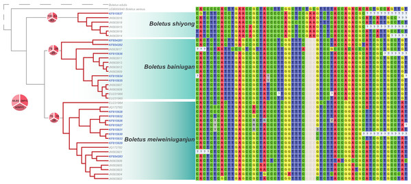 Phylogeny and alignment of three unnamed species discovered in a commercial packet of dried porcini.