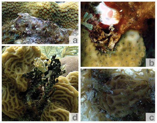 Exemplary photographs of coral-algae contacts observed during the transect surveys.
