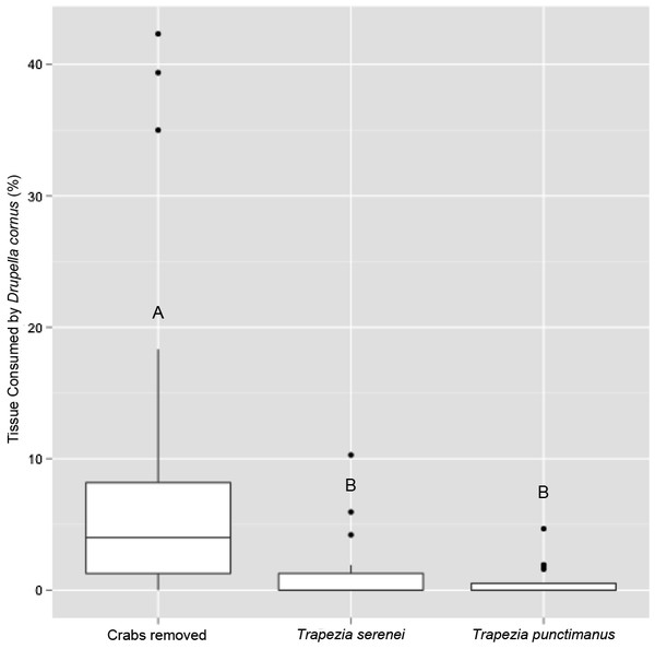 Percentage of coral tissue volume proxy consumed by Drupella cornus in corals hosting the small size-class of Trapezia serenei and Trapezia punctimanus.