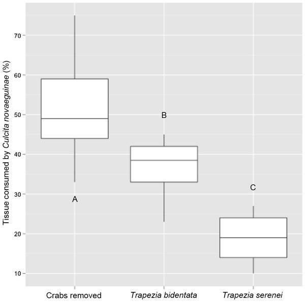 Percentage of coral tissue volume proxy consumed by Culcita novaeguineae in corals hosting the large size-class of Trapezia bidentata and Trapezia serenei.