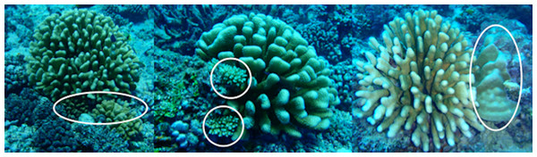 Examples of corals sheltered by living Pocillopora eydouxi and Trapezia flavopunctata.