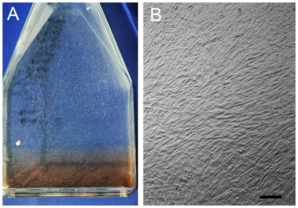 Hyperconfluent cell sheets.