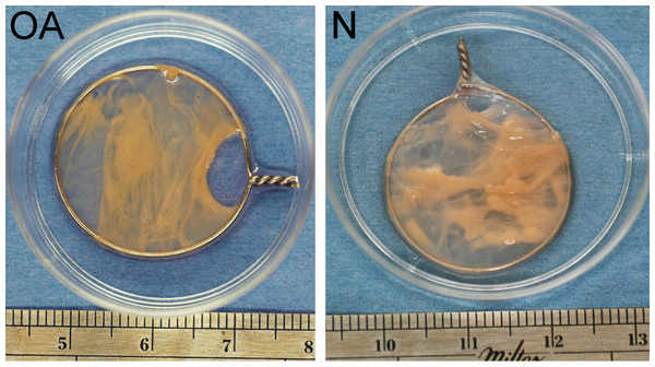 Tensioned synoviocyte bioscaffolds.