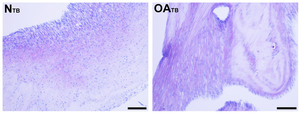 Histologic analysis of glycosaminoglycan content of tensioned synoviocyte bioscaffolds.