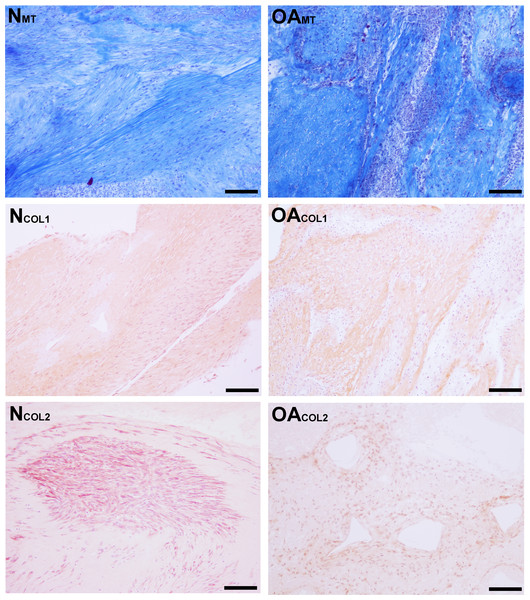 Histologic analysis of collagen content of tensioned synoviocyte bioscaffolds.
