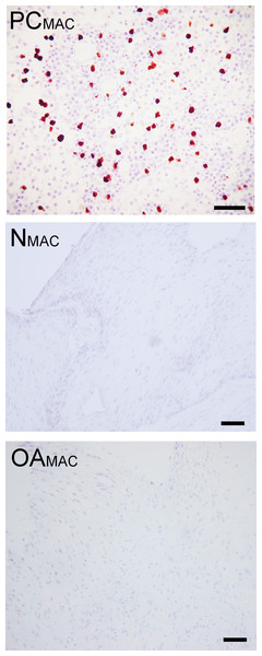 Immunohistochemical analysis for macrophages.