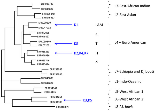 Maximum likelihood tree showing placement of mycobacterial metagenome-derived genomes amongst the major lineages and clades within the M. tuberculosis complex.