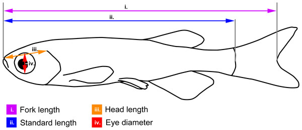 Body measurements illustrated on a schematic zebrafish.
