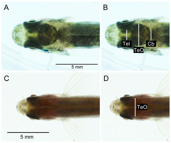 Dorsal photographs of brown trout fry (fork length: 31.1 mm) (A), (B), and young adult zebrafish (fork length: 23.3 mm) (C), (D). (B) and (D) show measurements taken from images.
