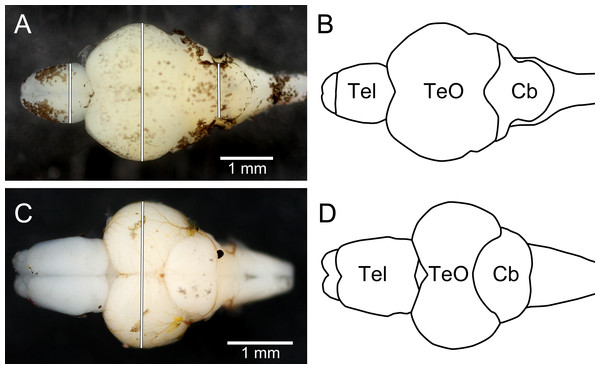 Dorsal photographs of brown trout fry brain (A), and juvenile zebrafish brain (C), with measurements taken marked as white lines. (B) and (D) show outlines of the trout brain and the zebrafish brain, respectively.