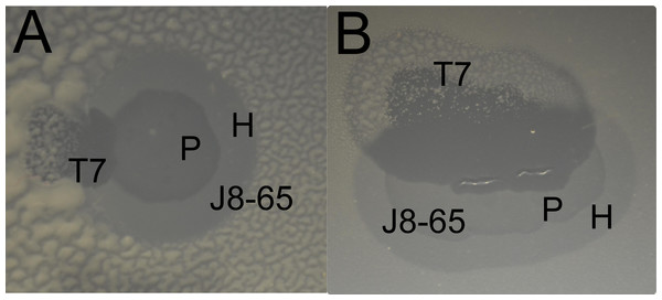 Two examples of a halo of J8-65 invaded by T7 (A and B).