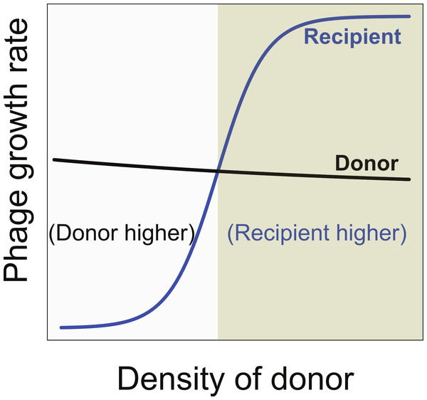 Necessary conditions for the long term co-maintenance of two phages (donor and recipient).