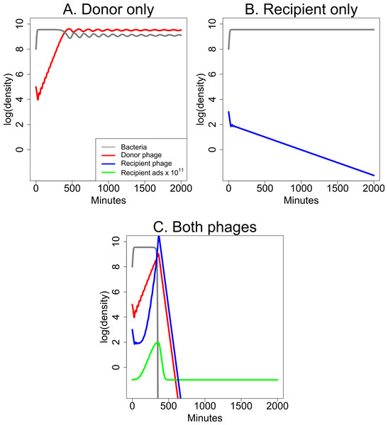 Dynamics of donor and recipient phages separately and together that illustrate synergy.