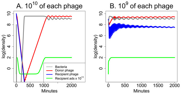 Weak synergy: short term dynamics of donor and recipient phages when synergy is insufficient to maintain both phages.