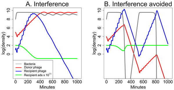 Dynamics of donor and recipient phages with interference, the opposite of synergy.