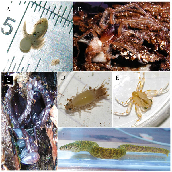 A range of animals within teredinid tunnels.