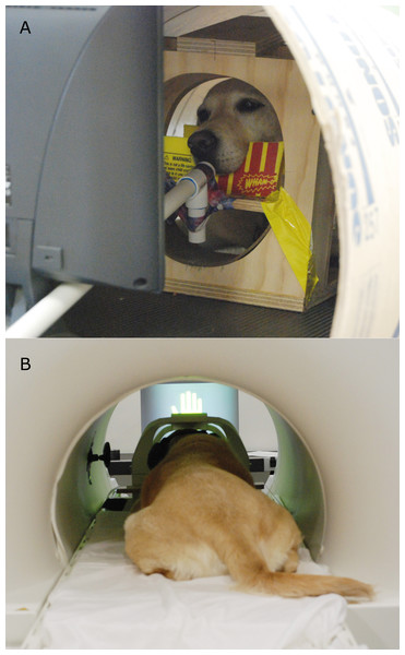 (A) Participant Kady stationed in the mock scanner with the treat kabob. (B) Participant Zen stationed in the MRI bore, facing the projection screen (and wearing ear protection).