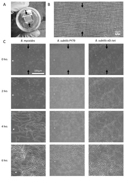 Microscopic morphology of B. mycoides and B. subtilis under compression.