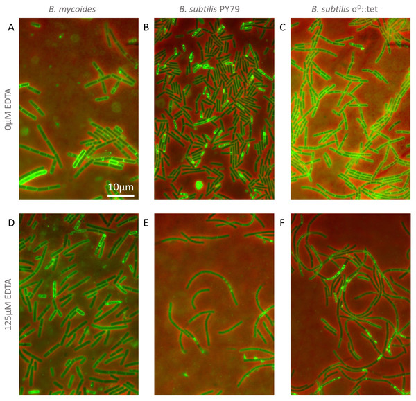 Cellular morphology with and without EDTA.