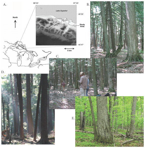 Study area and examples of forest types.