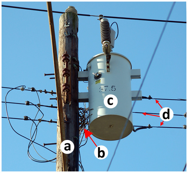 Beginnings of a Monk Parakeet nest on a utility pole.