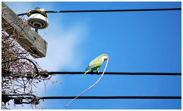 Monk Parakeet bringing a stick to the nest site.