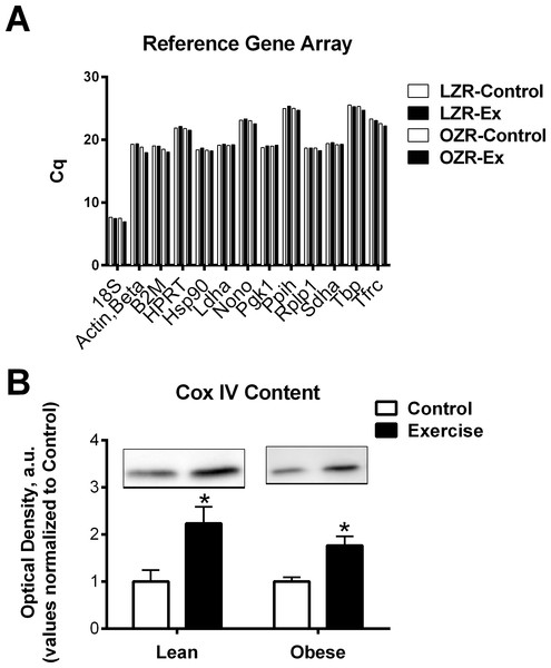 Reference genes and mitochondria protein.