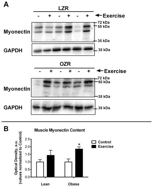 Relative Myonectin/CTRP15 content.