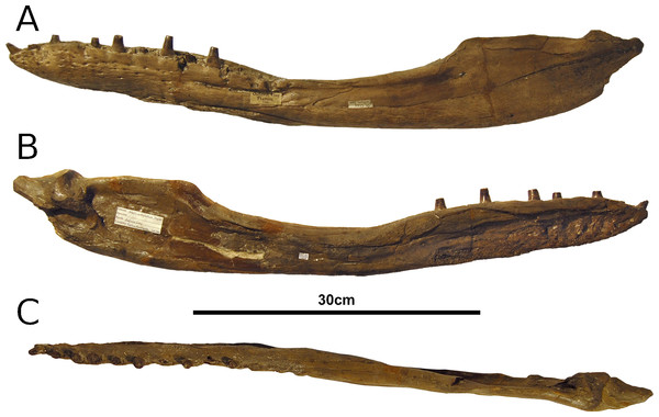 Tyrannoneustes lythrodectikos, CAMSM J64267. Mandible, left ramus.