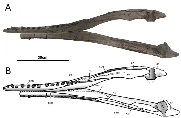 Tyrannoneustes lythrodectikos, PETMG:R60. Mandible.