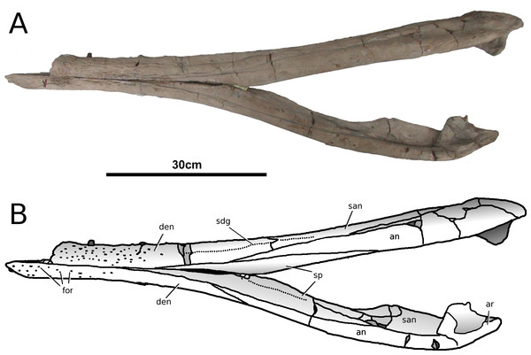 Tyrannoneustes lythrodectikos, PETMG:R60. Mandible.