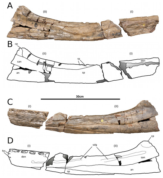 Tyrannoneustes lythrodectikos, NHMUK PV R3939. Mandible, left ramus.