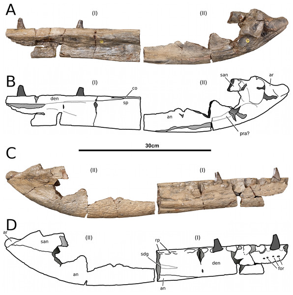 Tyrannoneustes lythrodectikos, NHMUK PV R3939. Mandible, right ramus.