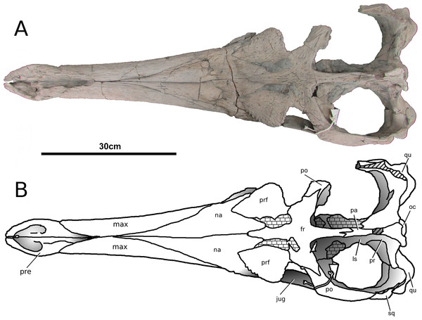 Tyrannoneustes lythrodectikos, PETMG:R176. Skull.