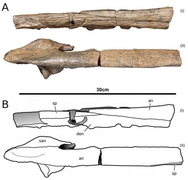 Tyrannoneustes lythrodectikos, NHMUK PV R3939. Mandible, right ramus.