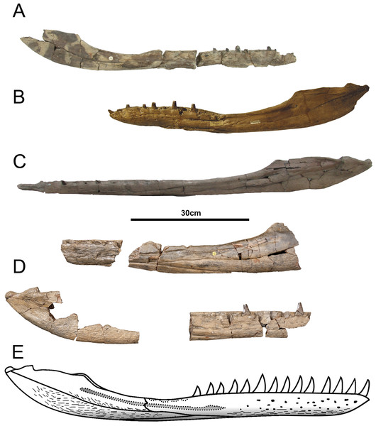 Tyrannoneustes lythrodectikos comparative mandibular rami, lateral views.